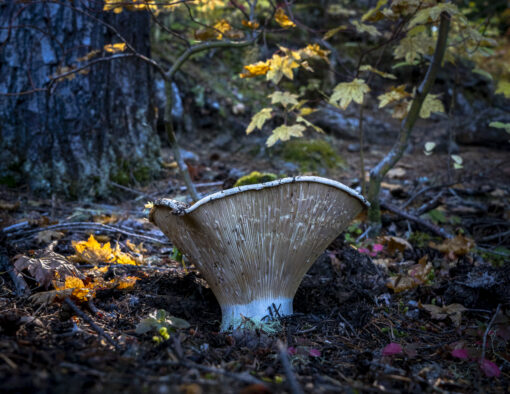 Mushroom Glow in the Autumn Woods