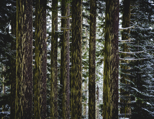 Oregon’s Winter Cathedral