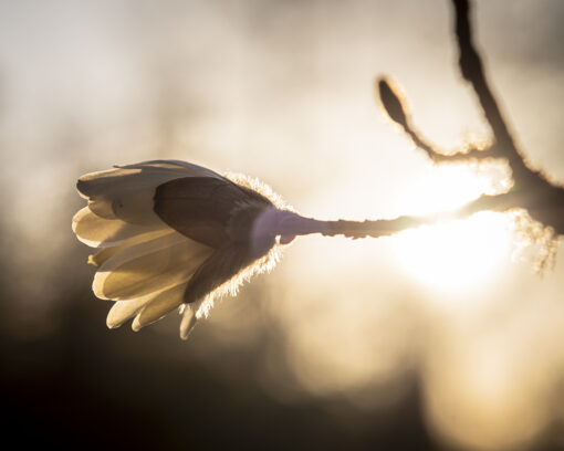 Magnolia Petals in the Golden Hour