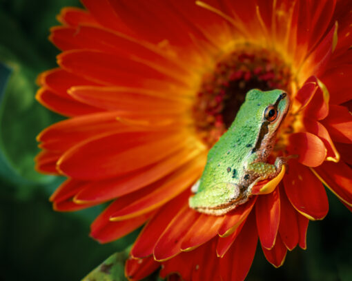 Pacific Chorus Frog’s Radiant Retreat