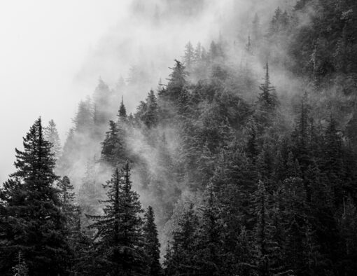 Where Mist Meets the Pines