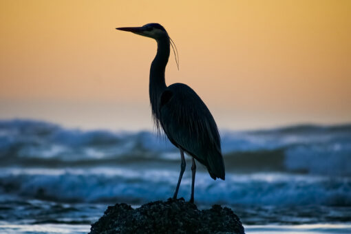 The Sentinel of Agate Beach