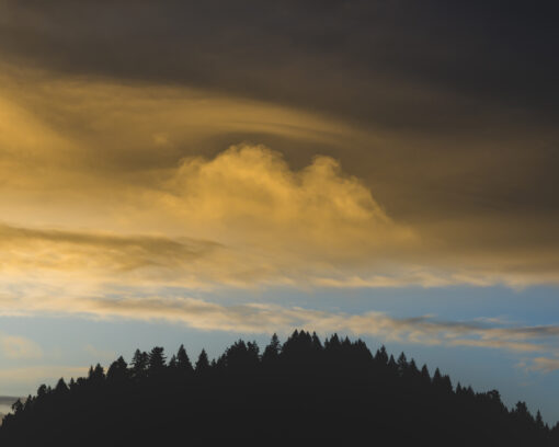 Golden Skies Over the Forest