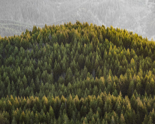 Golden Hour on the Evergreens